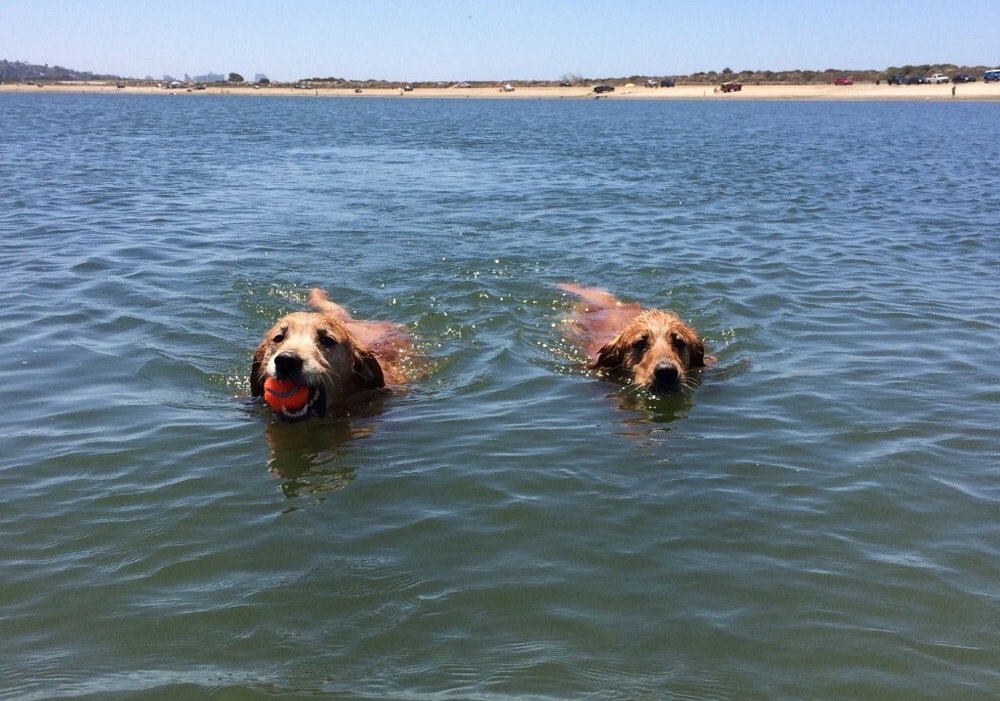 Dog Friendly Things to Do in San Diego