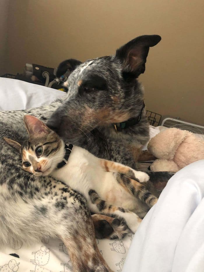 45 Cutest Bestie Pairs That Show Animals Can Be Friends Despite Their