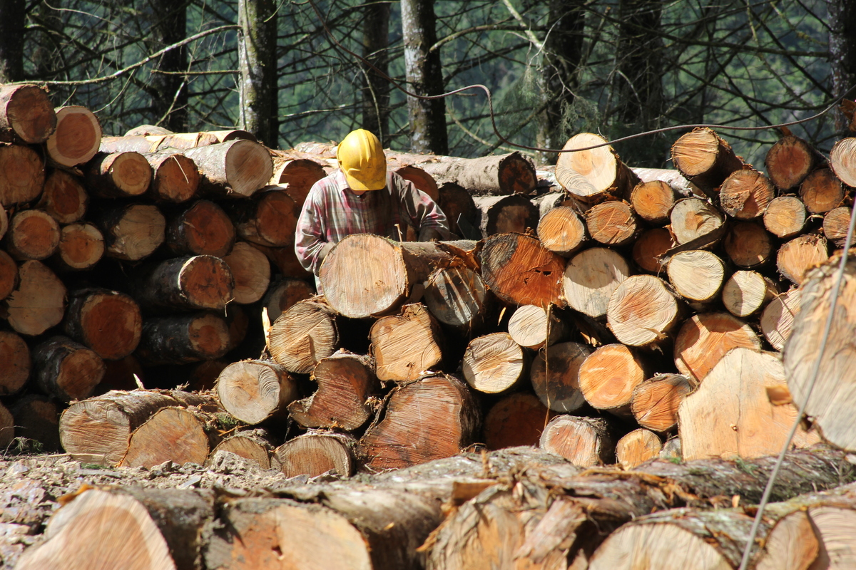 ¿Qué es la producción sostenible de madera? WWF