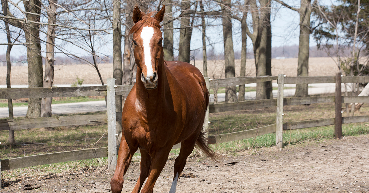 Join the ASPCA Horse Action Team! ASPCA