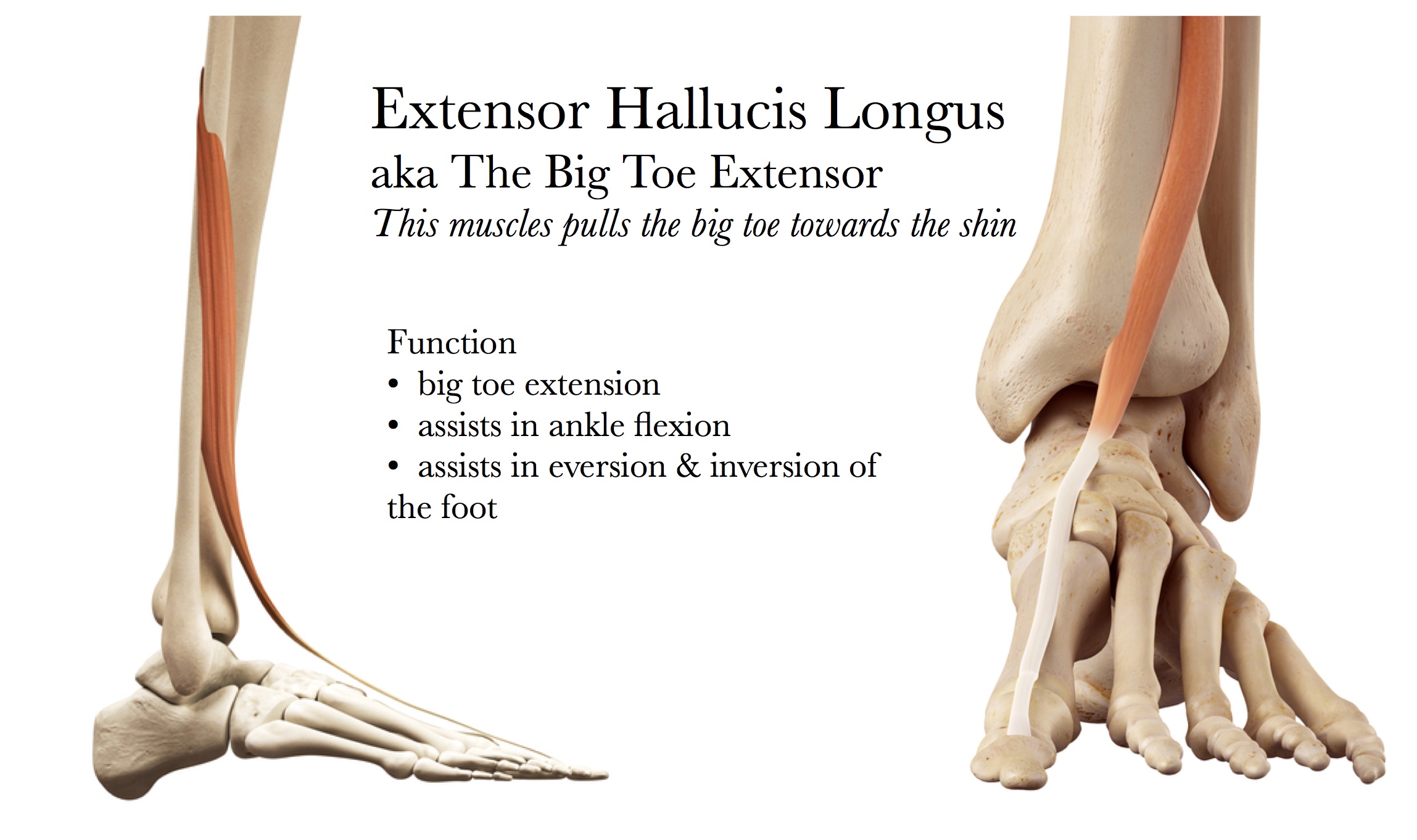 Biggus Dealius Extensor Hallucis Longus