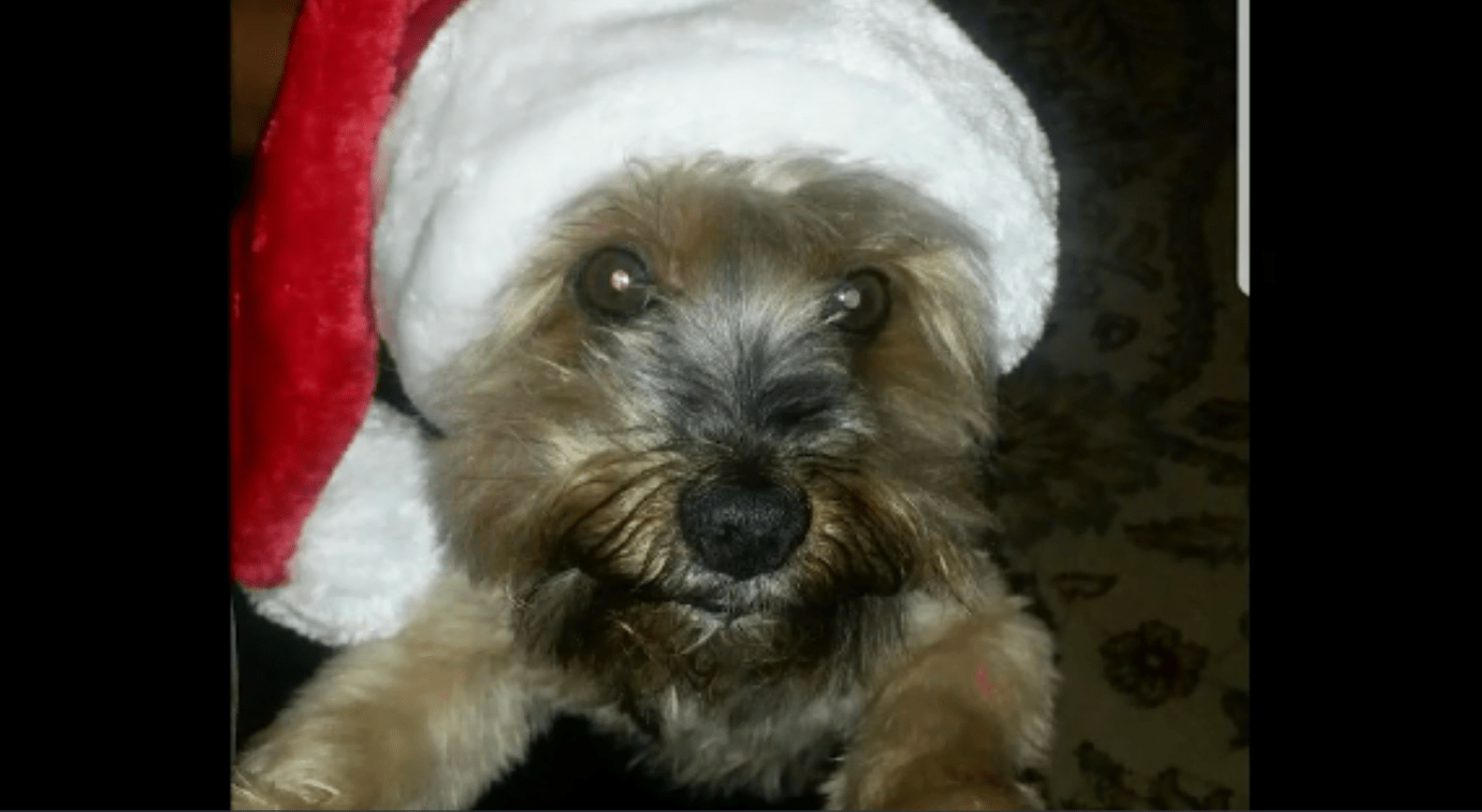 Did A Dog Die At Petsmart