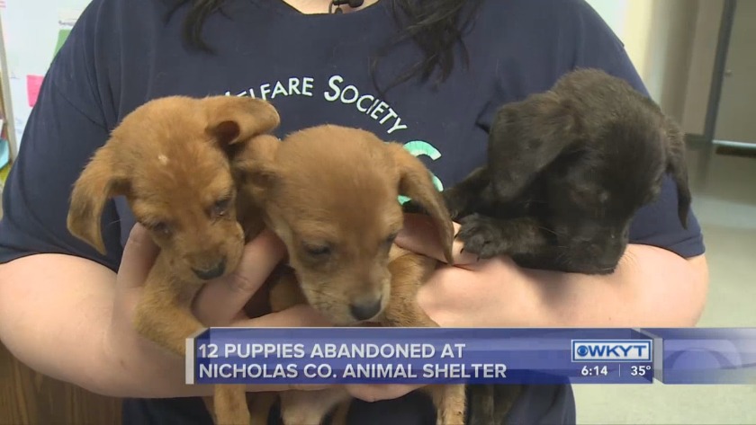 Nicholas County Animal Shelter petfinder