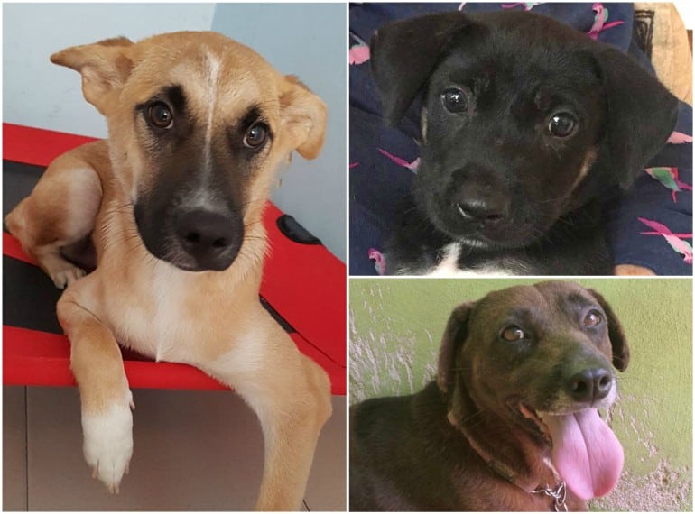 Adopting a pet in Singapore animal rescue centres in Singapore