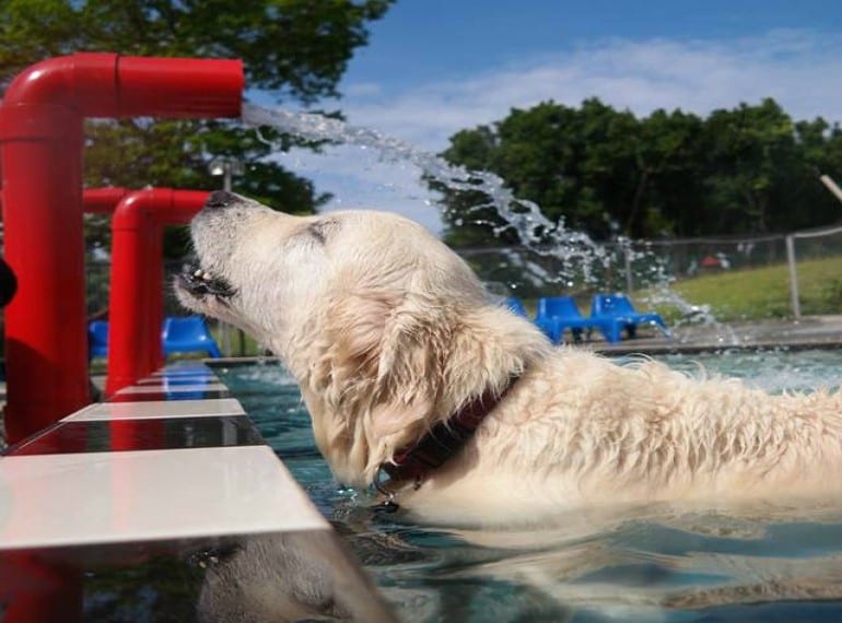 Dog friendly Singapore Places where your pooches are