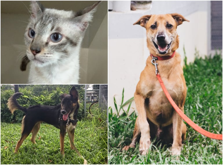 Adopting a pet in Singapore animal rescue centres in