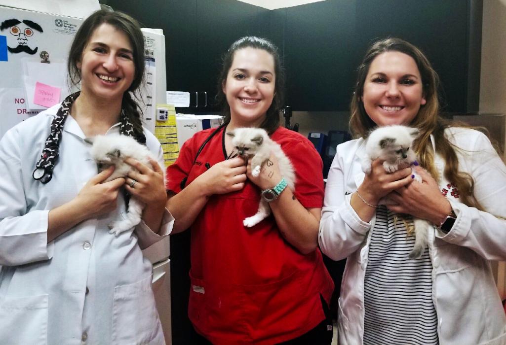 The Pet Vet Mission, Benefits, and Work Culture