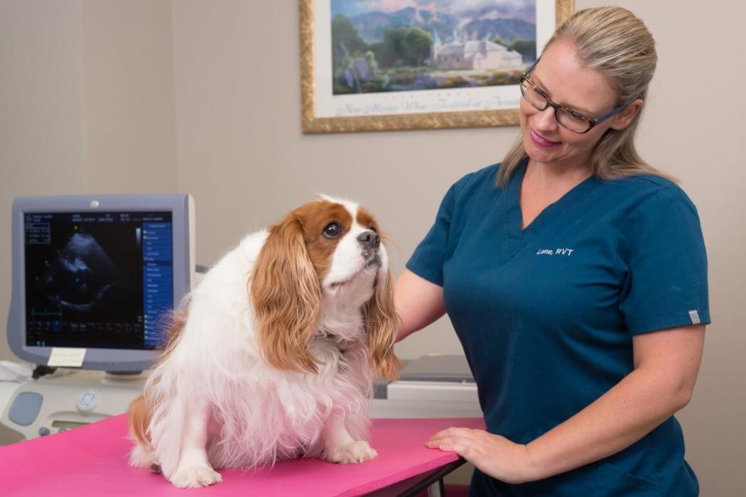 Charlotte Animal Referral & Emergency Mission, Benefits, and Work