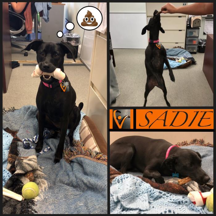 Innovent Global Mission, Benefits, and Work Culture