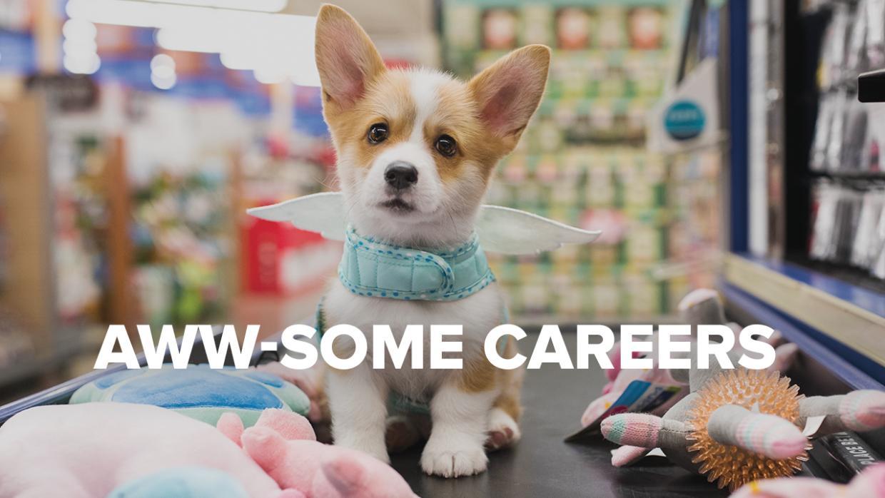 PetSmart Mission, Benefits, and Work Culture