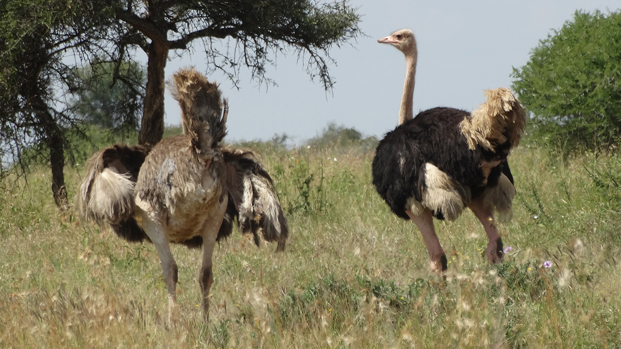 Mpala Live! Field Guide Ostrich MpalaLive