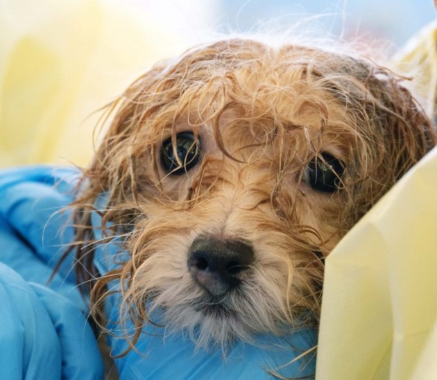 B.C. SPCA rescues 45 neglected Havanese dogs from breeder
