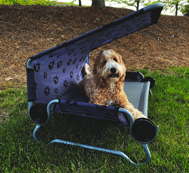 DiscOBed dog bed Camping with Dogs, Dog Camping Accessories