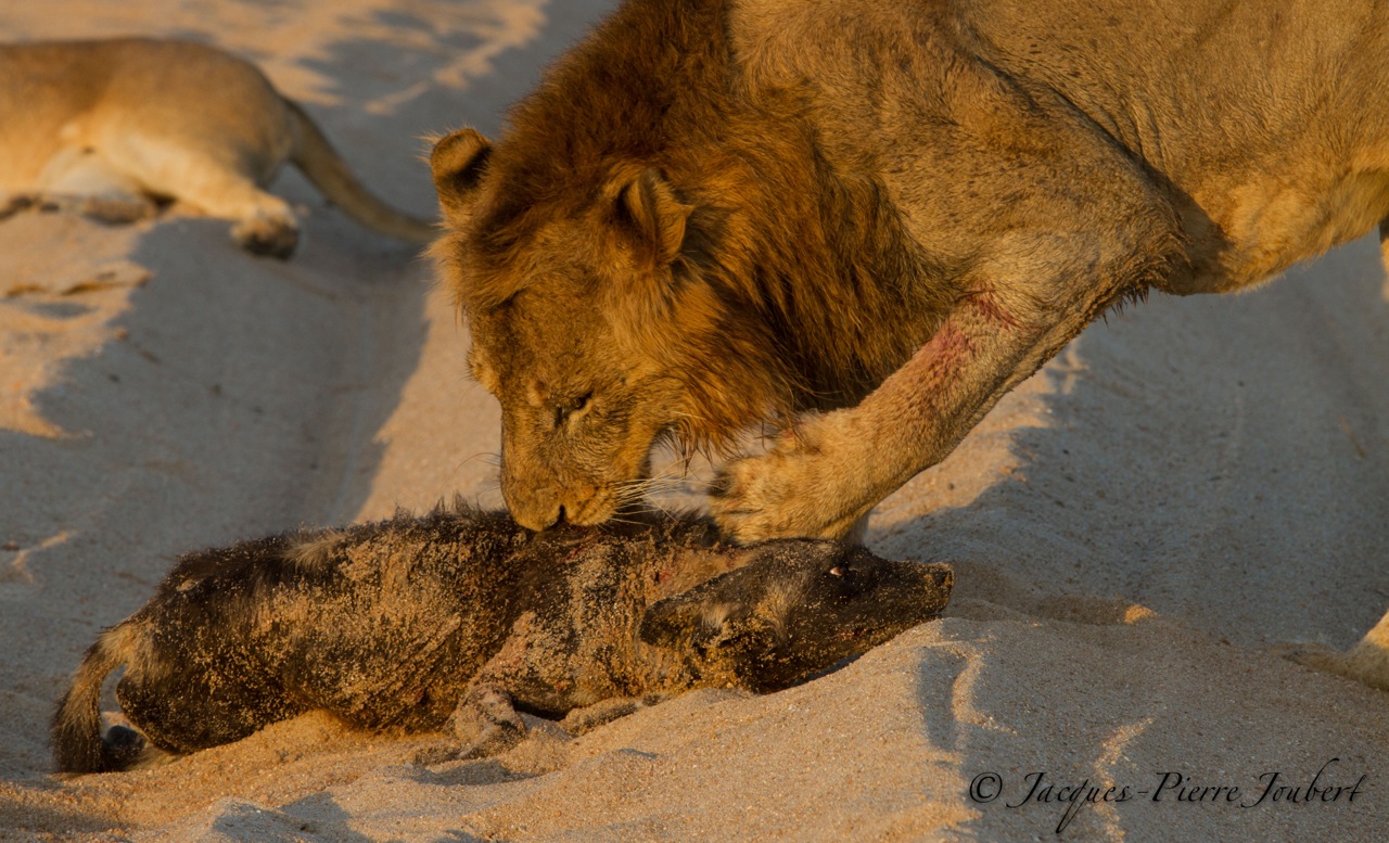 Remarkable Clash Between Lion and Wild Dog… Discover Africa Safaris