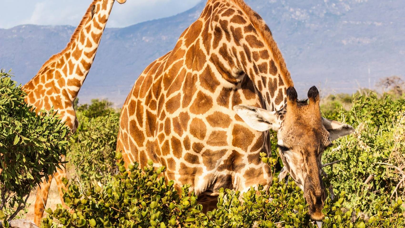 Tsavo East and West National Park safaris, tours and holiday packages