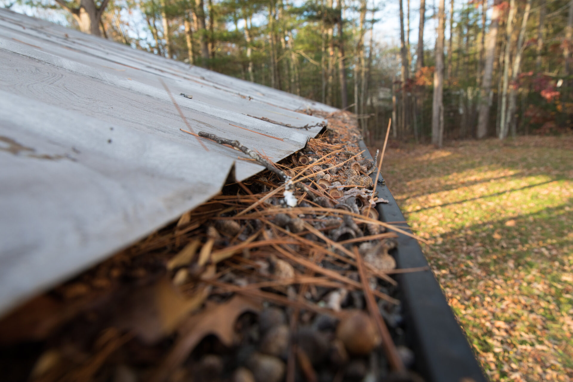 Best Gutter Guards For Pine Needles (2024)