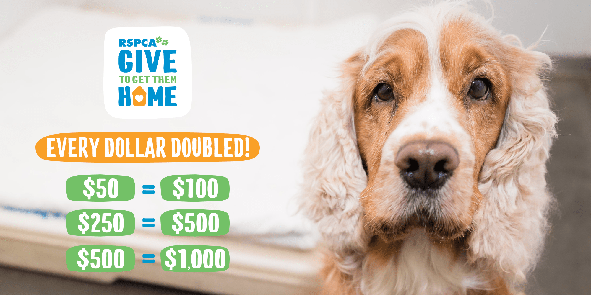 RSPCA Giving Day Home