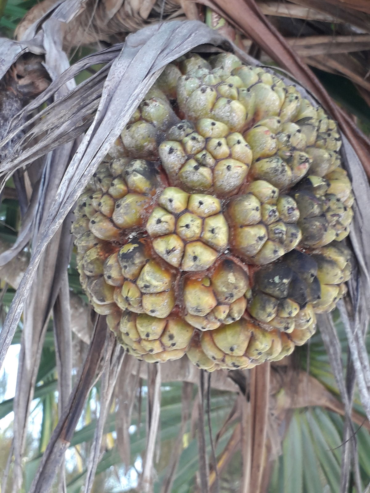 Pandanus odorifer (Forssk.) Kuntze Plants of the World Online Kew
