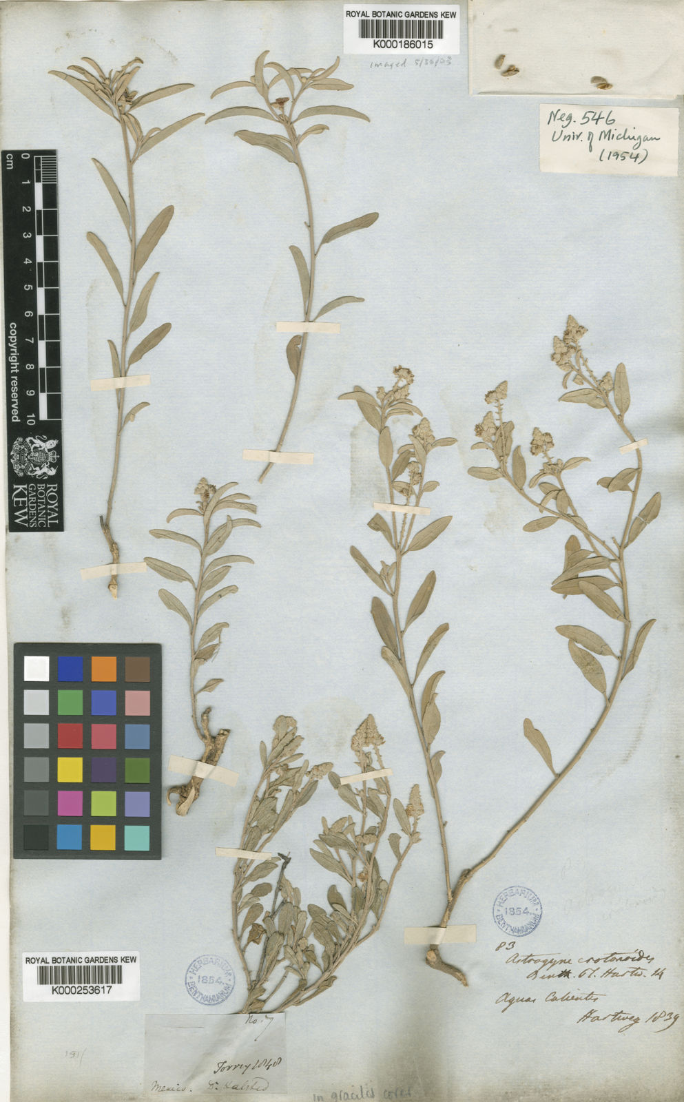 Croton dioicus Cav. Plants of the World Online Kew Science