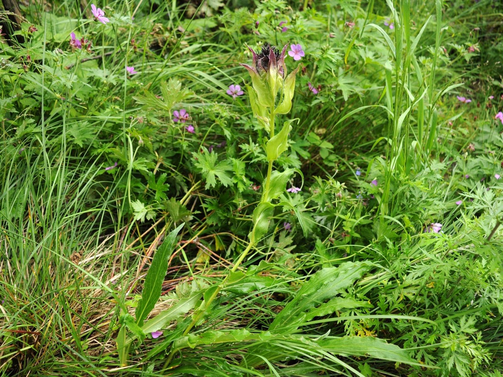 Saussurea veitchiana J.R.Drumm. & Hutch. Plants of the World Online