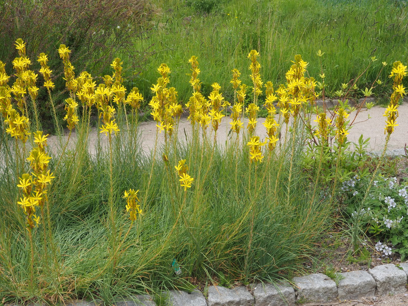 Asphodeline lutea (L.) Rchb. Plants of the World Online