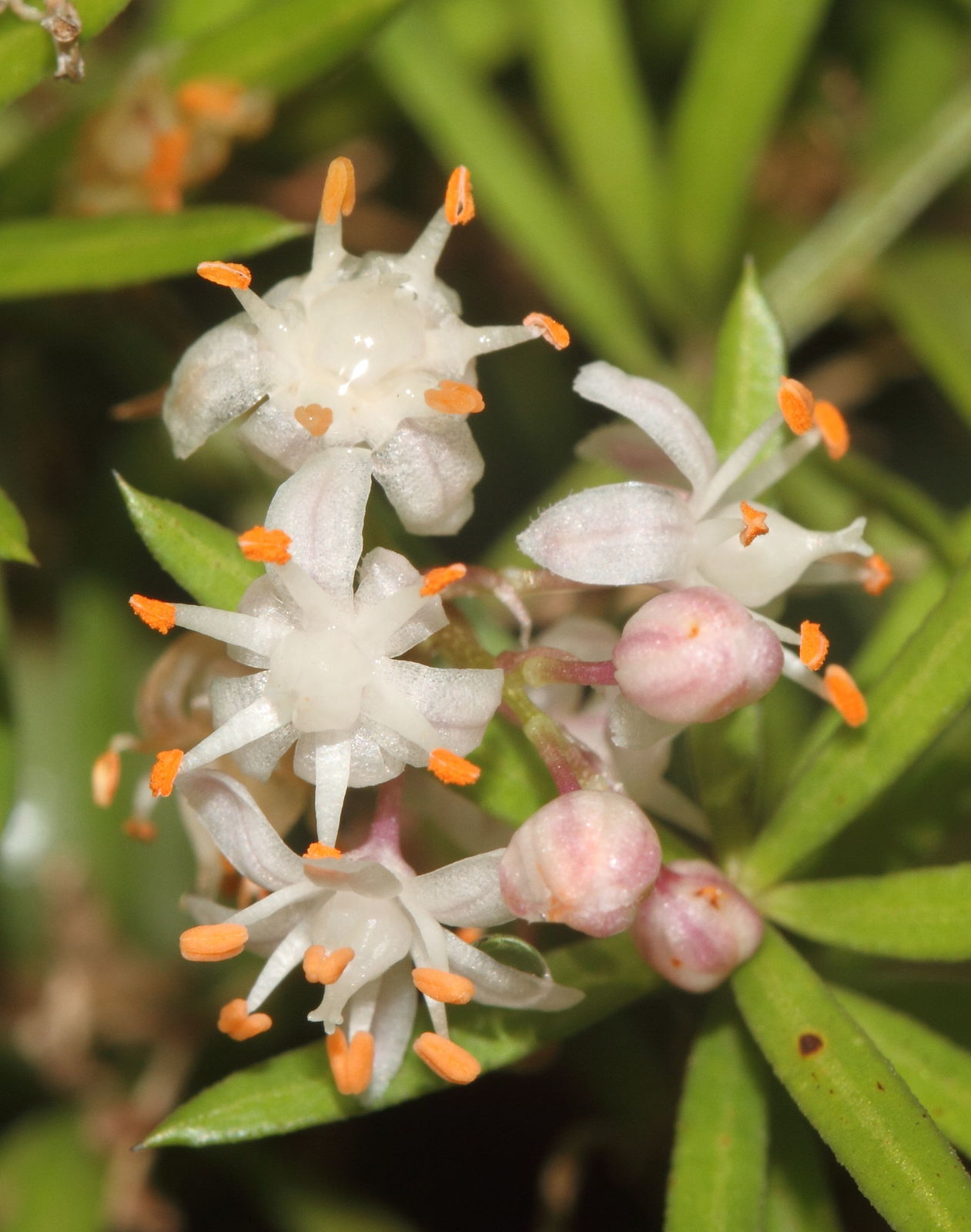 Asparagus densiflorus (Kunth) Jessop Plants of the World Online Kew