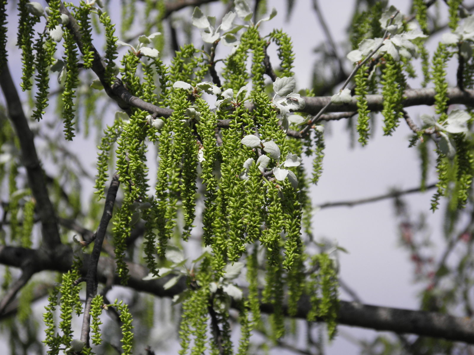 Populus alba L. Plants of the World Online Kew Science