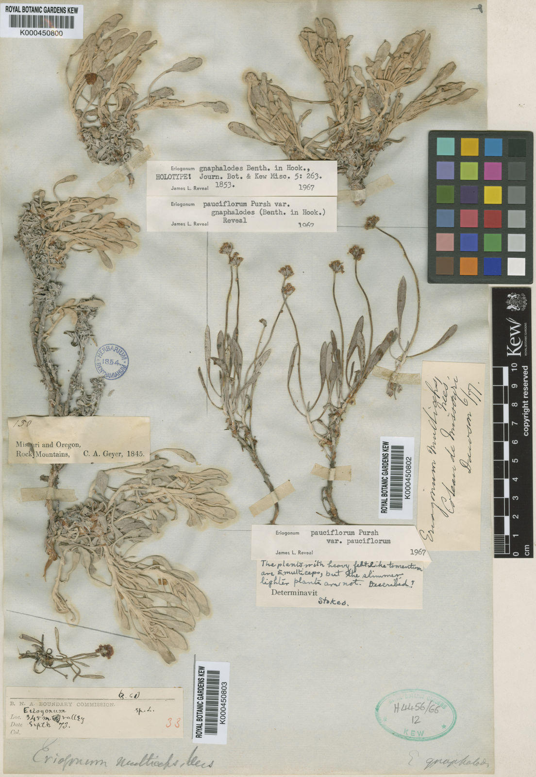 Eriogonum pauciflorum Pursh Plants of the World Online Kew Science