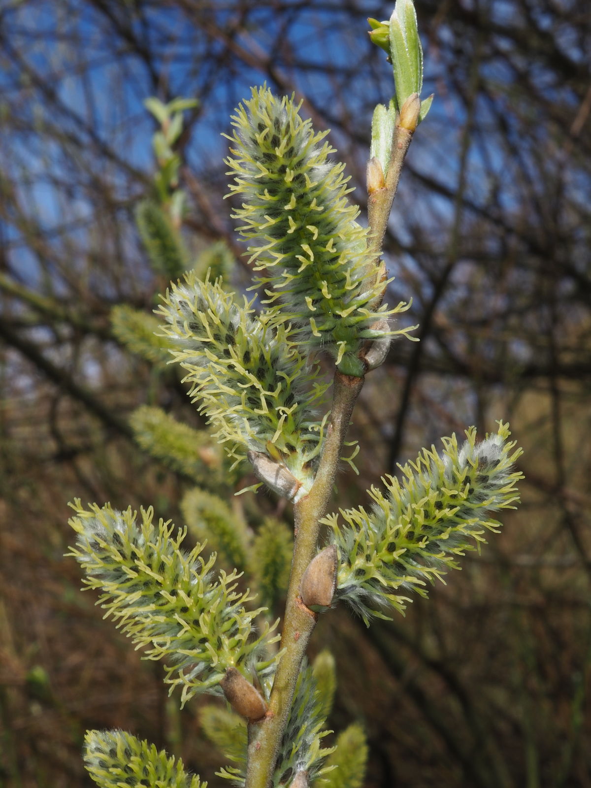 Salix viminalis L. Plants of the World Online Kew Science