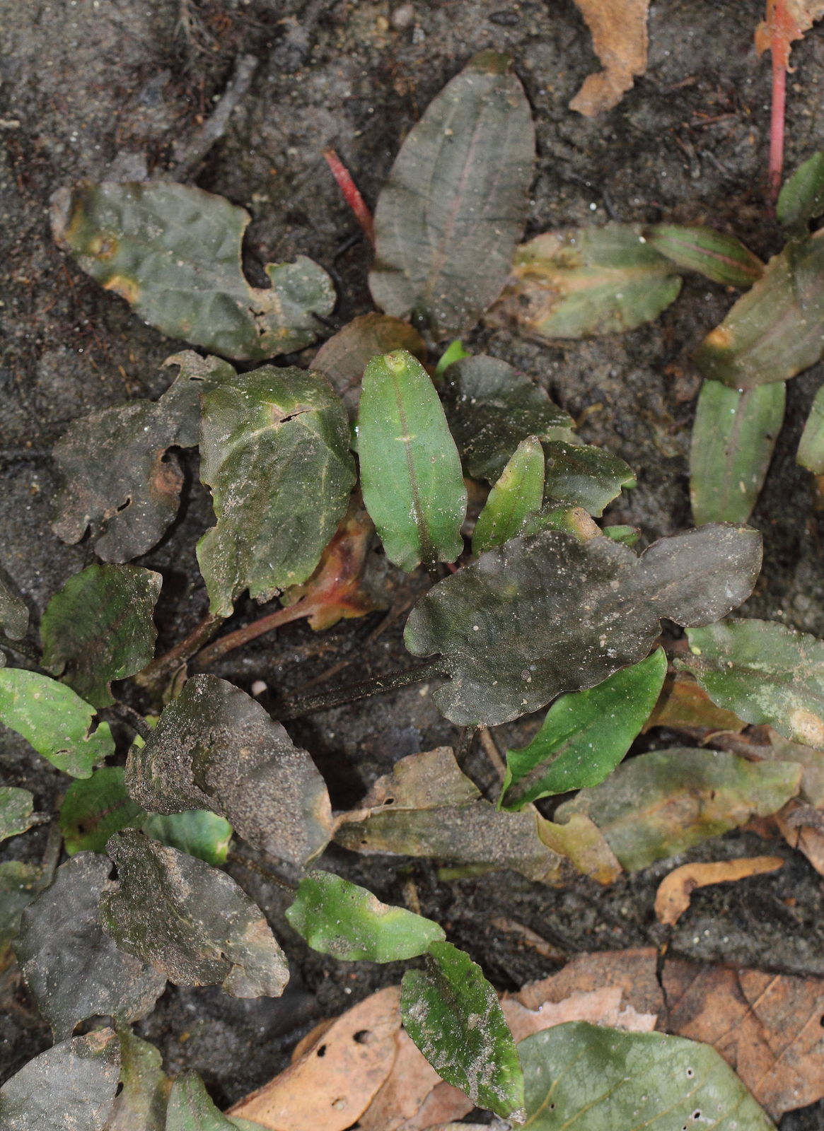 Cryptocoryne wendtii de Wit Plants of the World Online