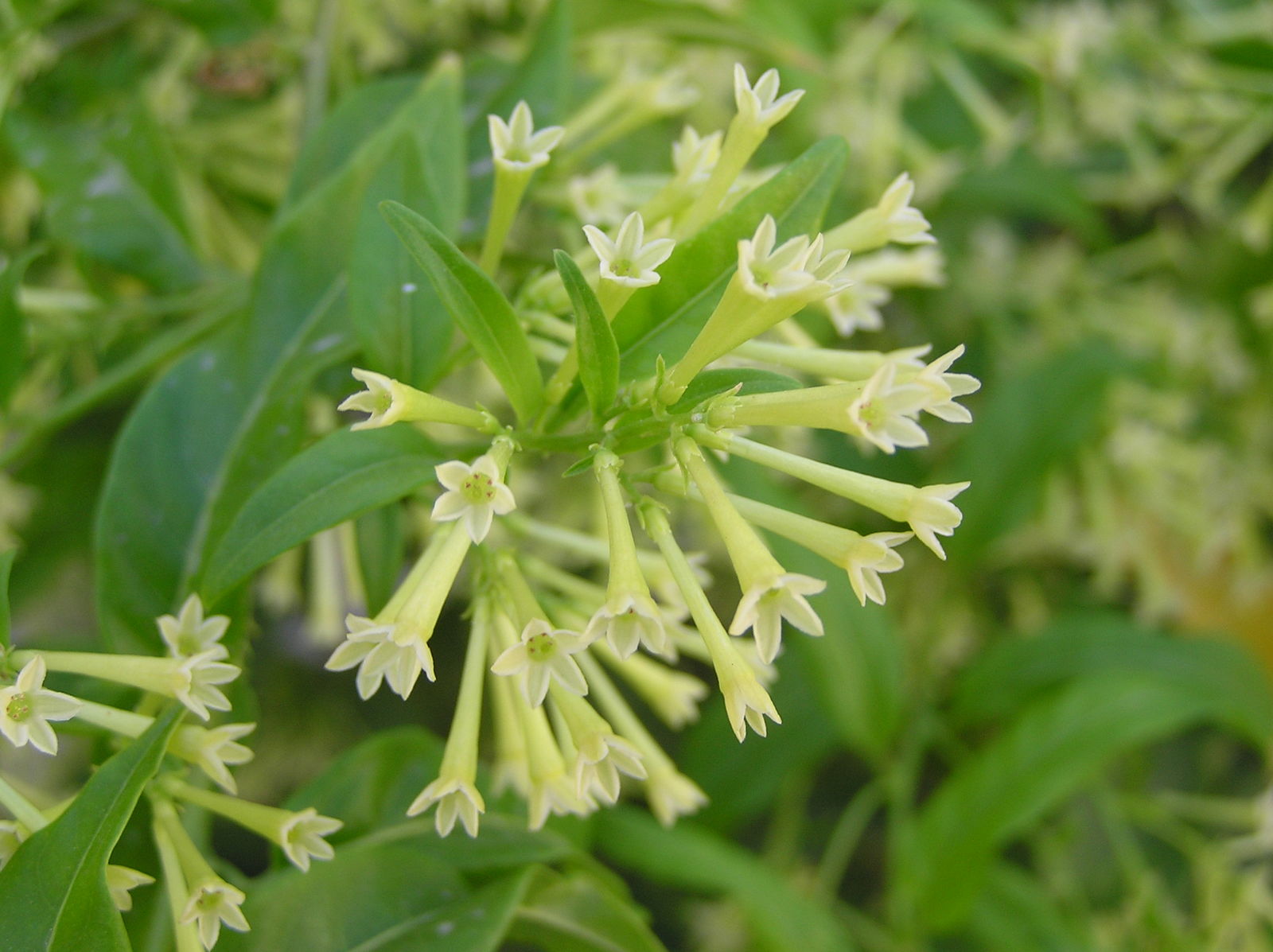 Cestrum nocturnum L. Plants of the World Online Kew Science