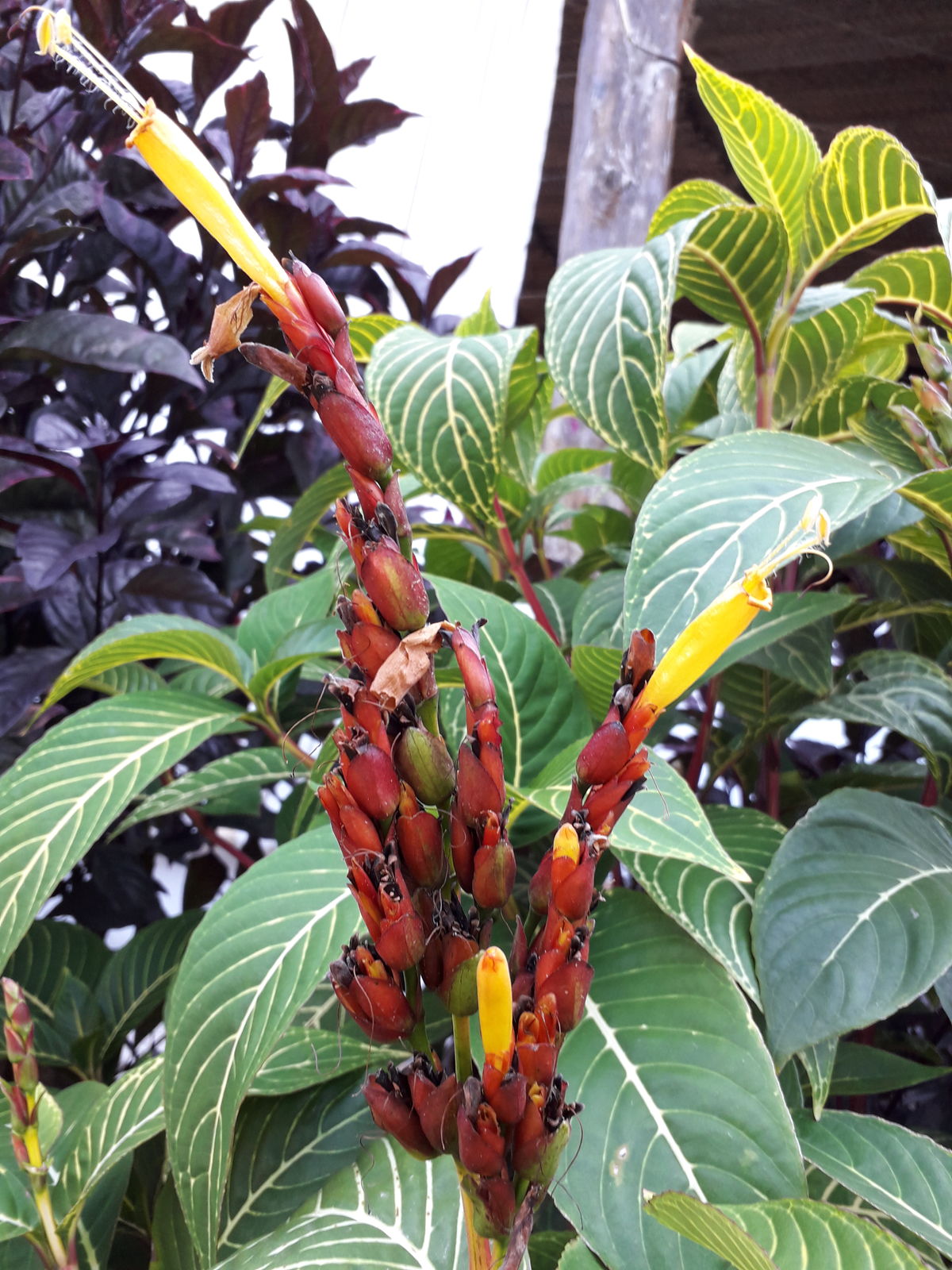 Sanchezia parvibracteata Sprague & Hutch. Plants of the World Online