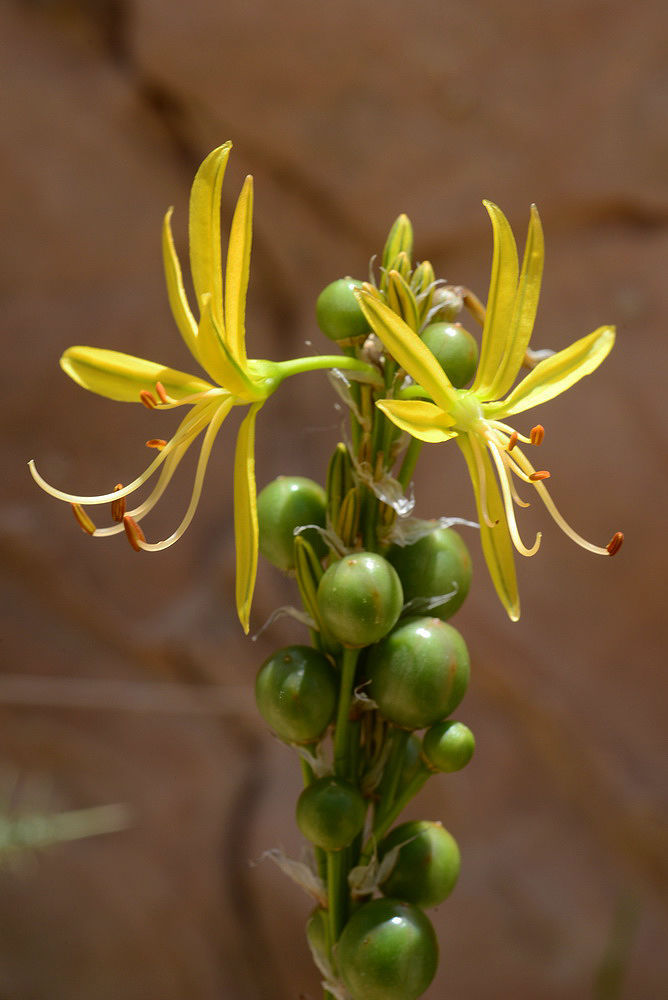 Asphodeline lutea (L.) Rchb. Plants of the World Online