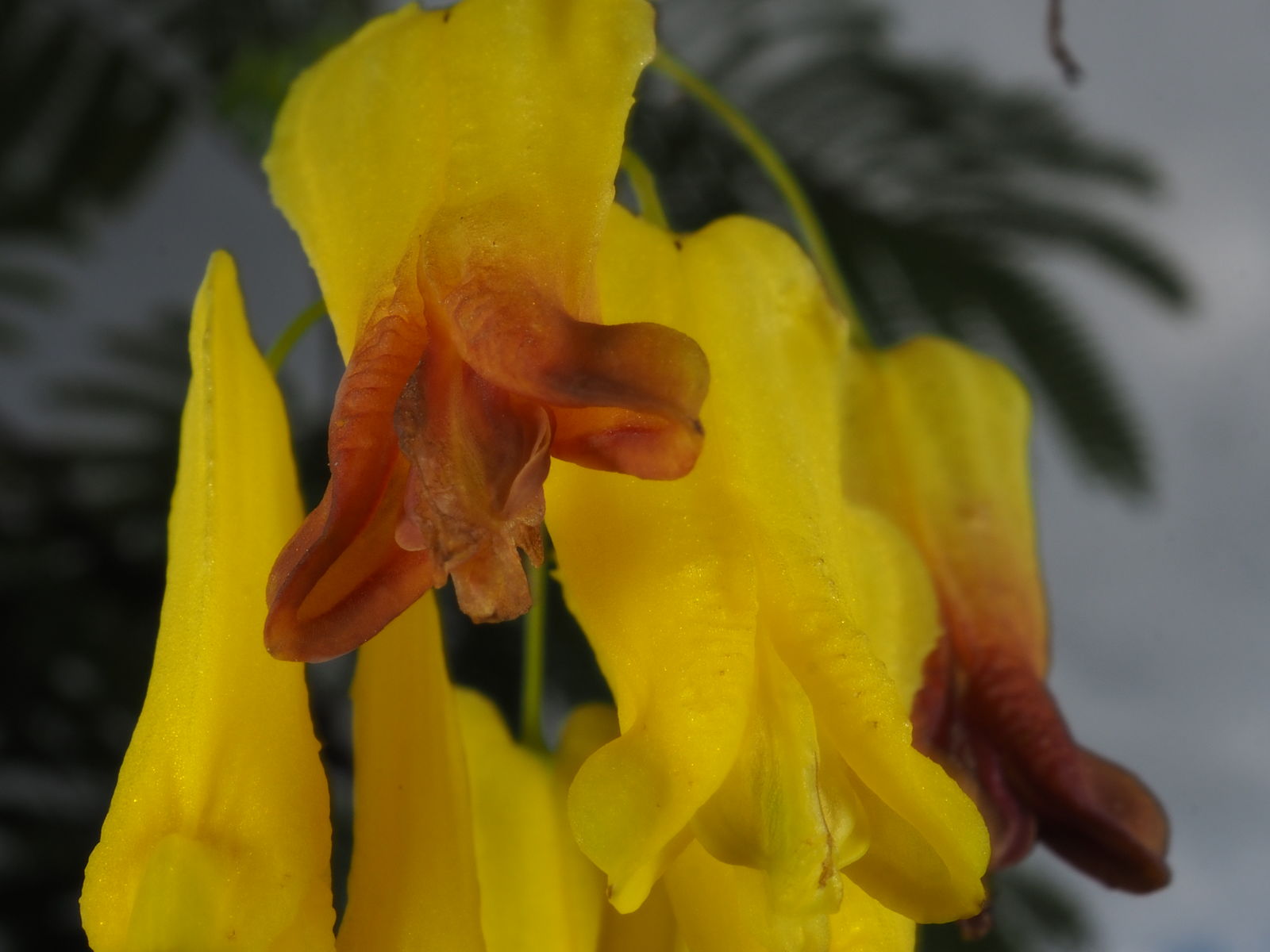 Dactylicapnos scandens (D.Don) Hutch. Plants of the World Online