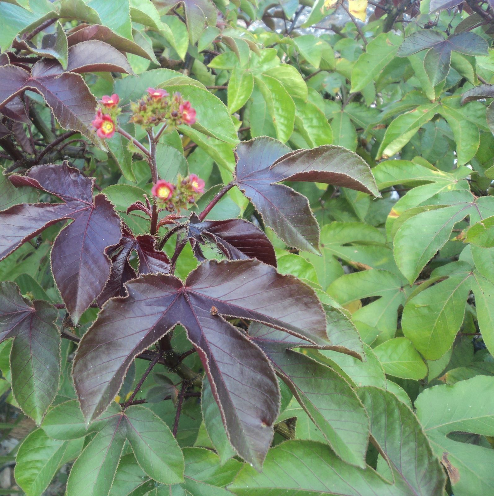 Jatropha gossypiifolia L. Plants of the World Online Kew Science