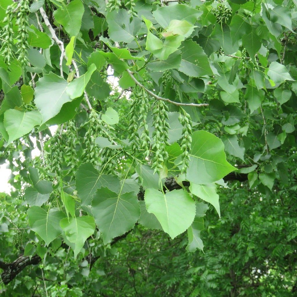 Populus L. Plants of the World Online Kew Science