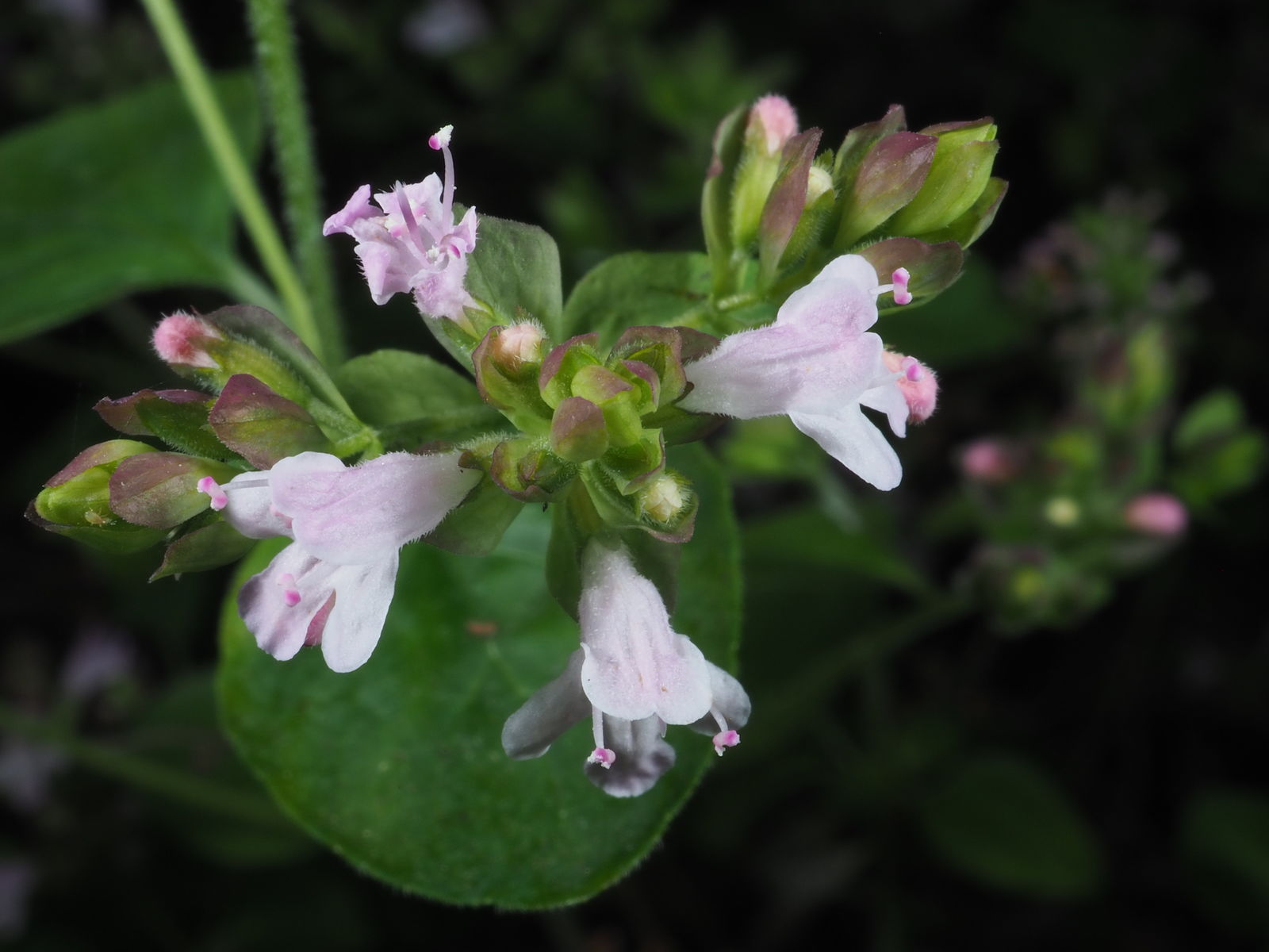 Origanum vulgare L. Plants of the World Online Kew Science
