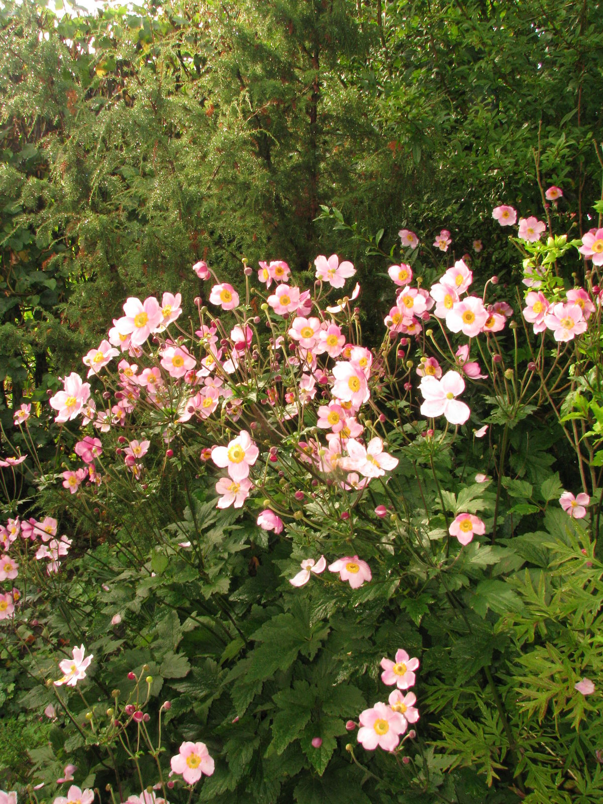 Eriocapitella Nakai Plants of the World Online Kew Science