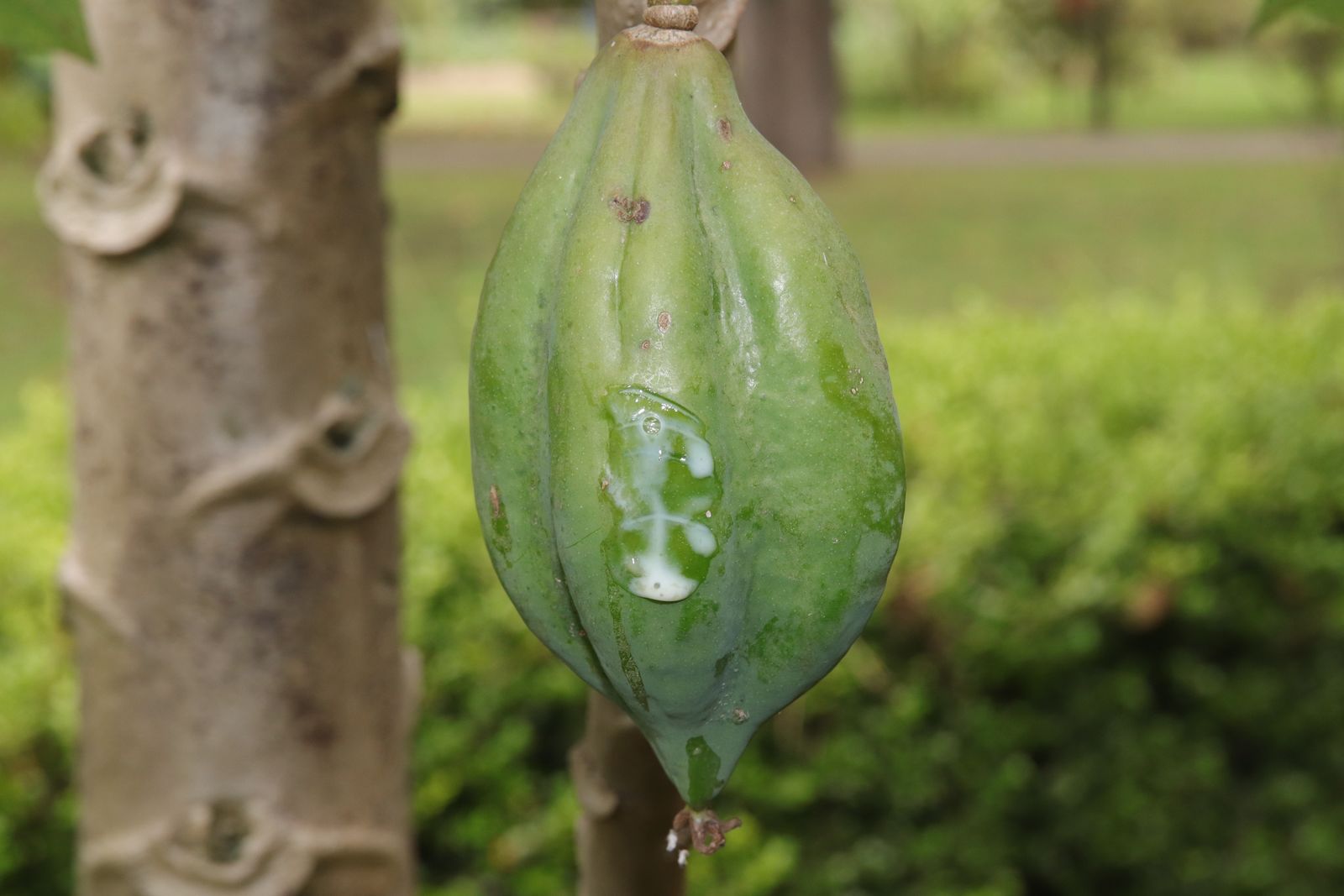 Vasconcellea pubescens A.DC. Plants of the World Online Kew Science