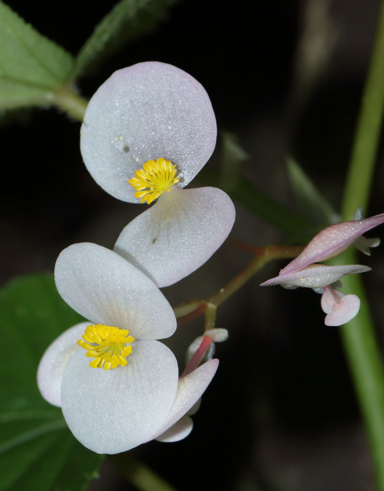 Begonia malabarica Lam. Plants of the World Online Kew Science