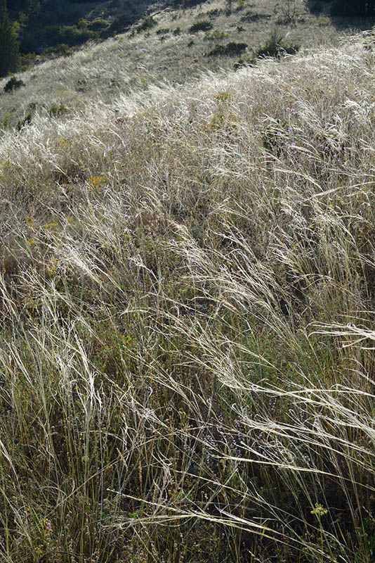 Stipa capillata L. Plants of the World Online Kew Science