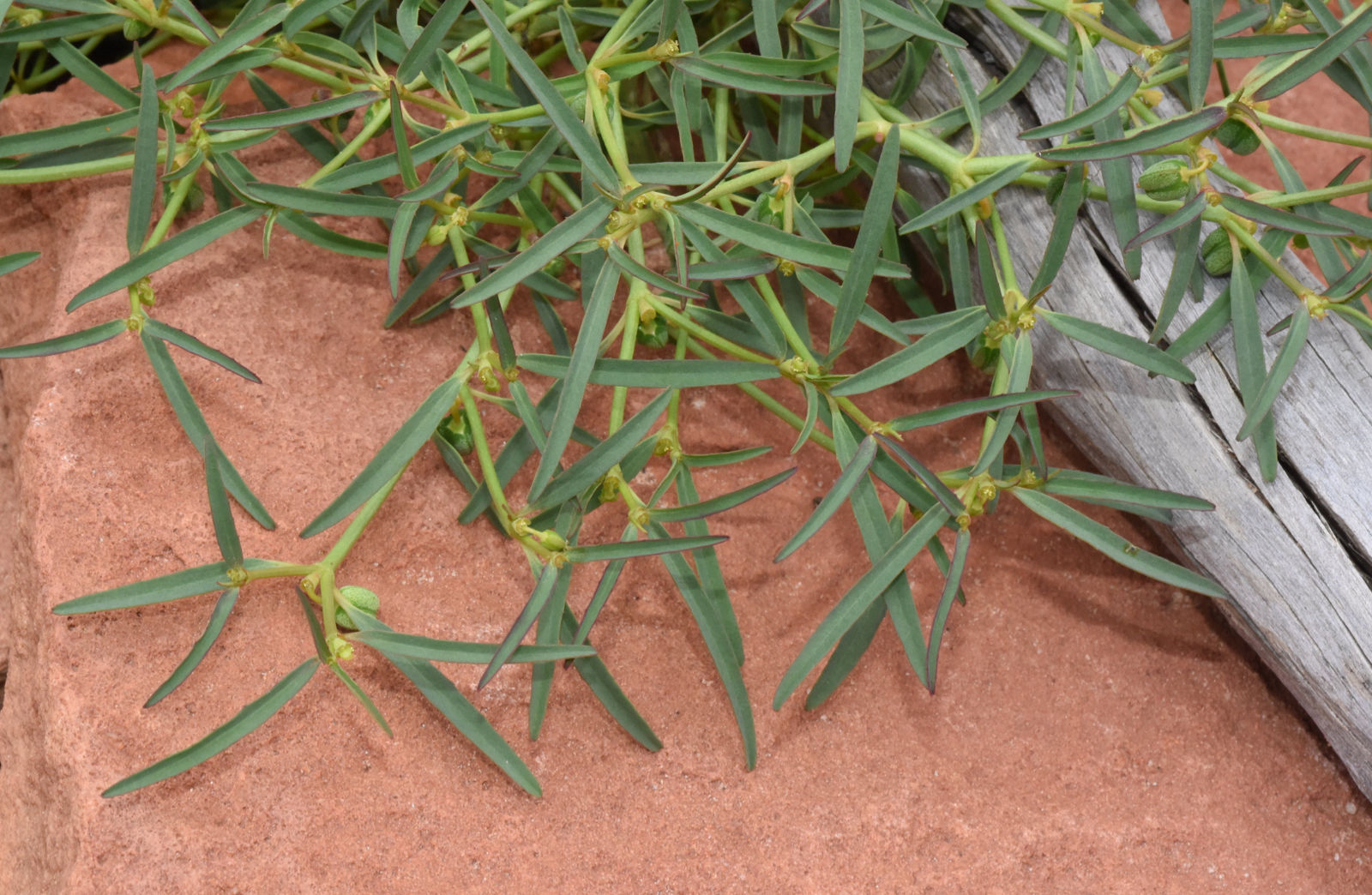 Euphorbia L. Plants of the World Online Kew Science