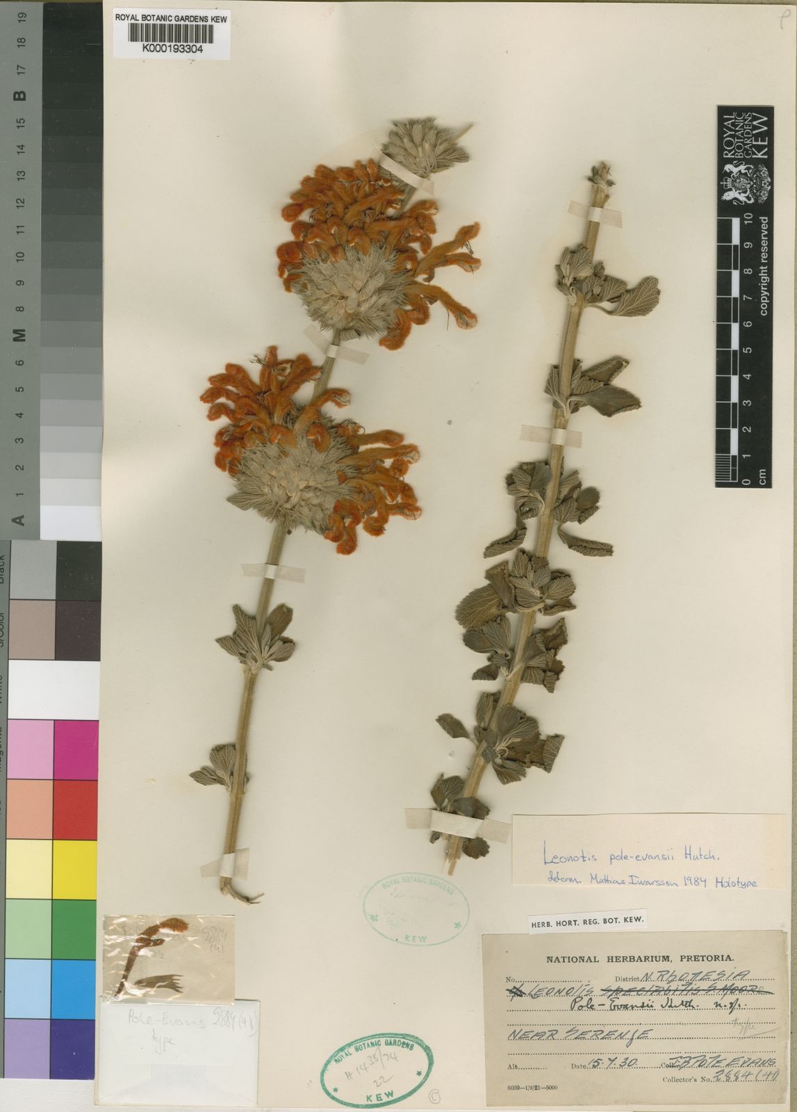 Leonotis poleevansii Hutch. Plants of the World Online Kew Science