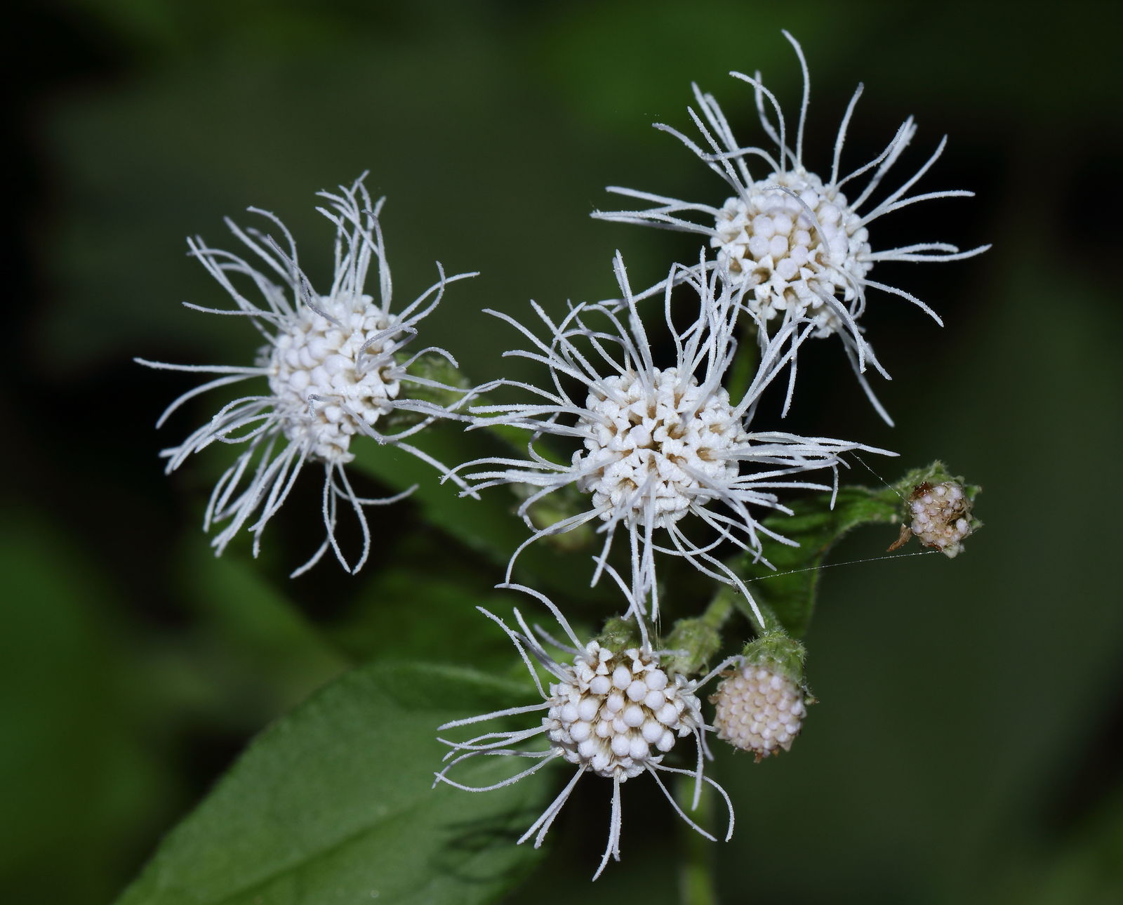 Chromolaena odorata (L.) R.M.King & H.Rob. Plants of the World Online
