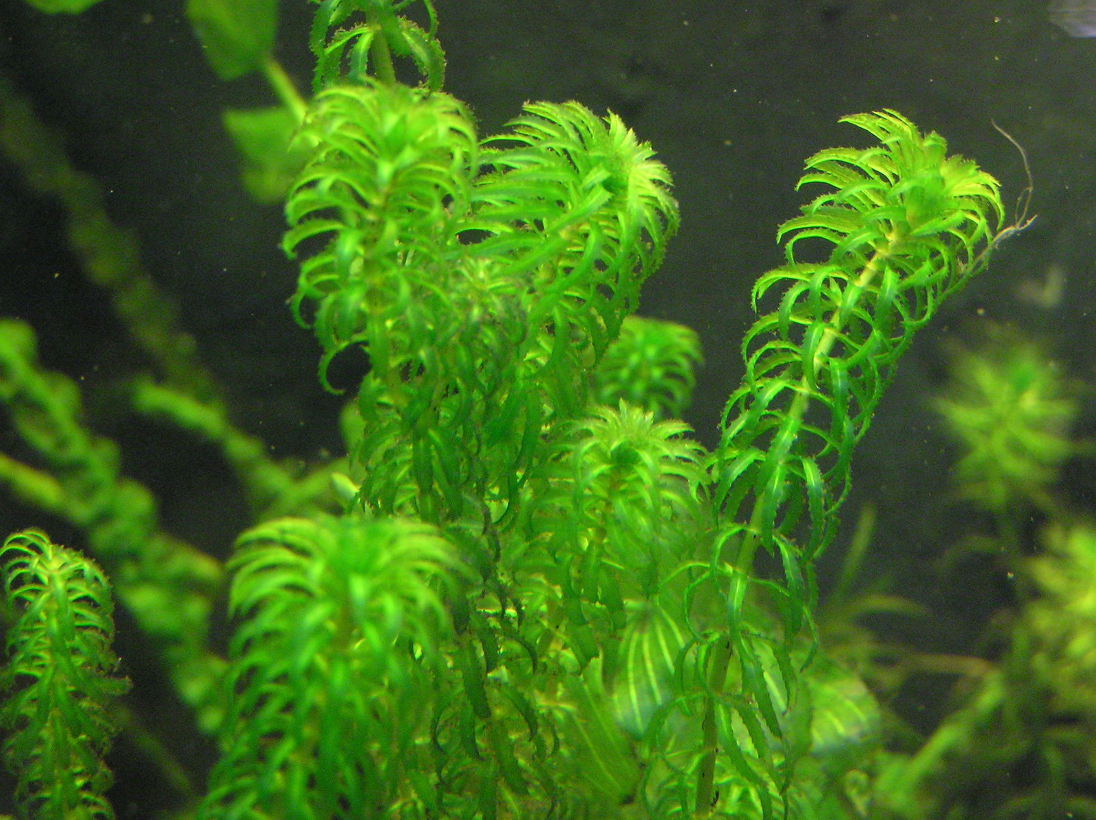 Elodea plant information cathyshepherdot