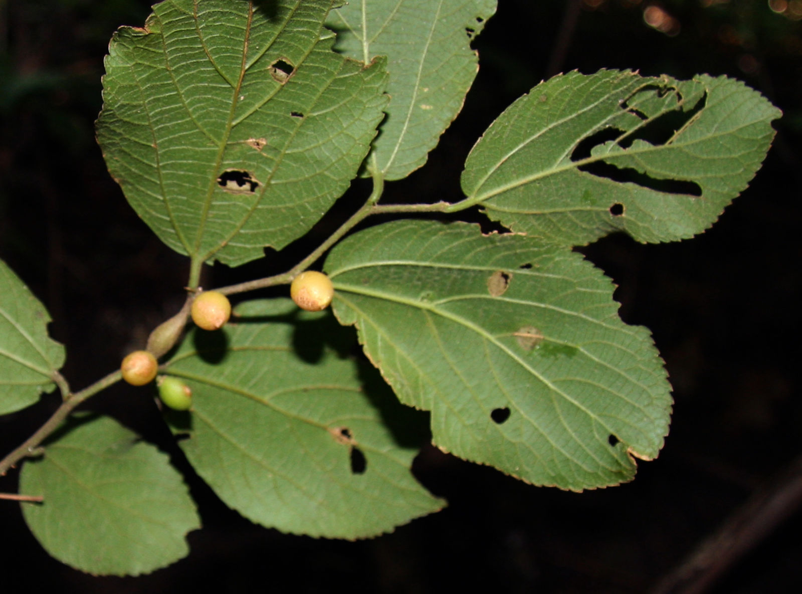 Celtis iguanaea (Jacq.) Sarg. Plants of the World Online Kew Science