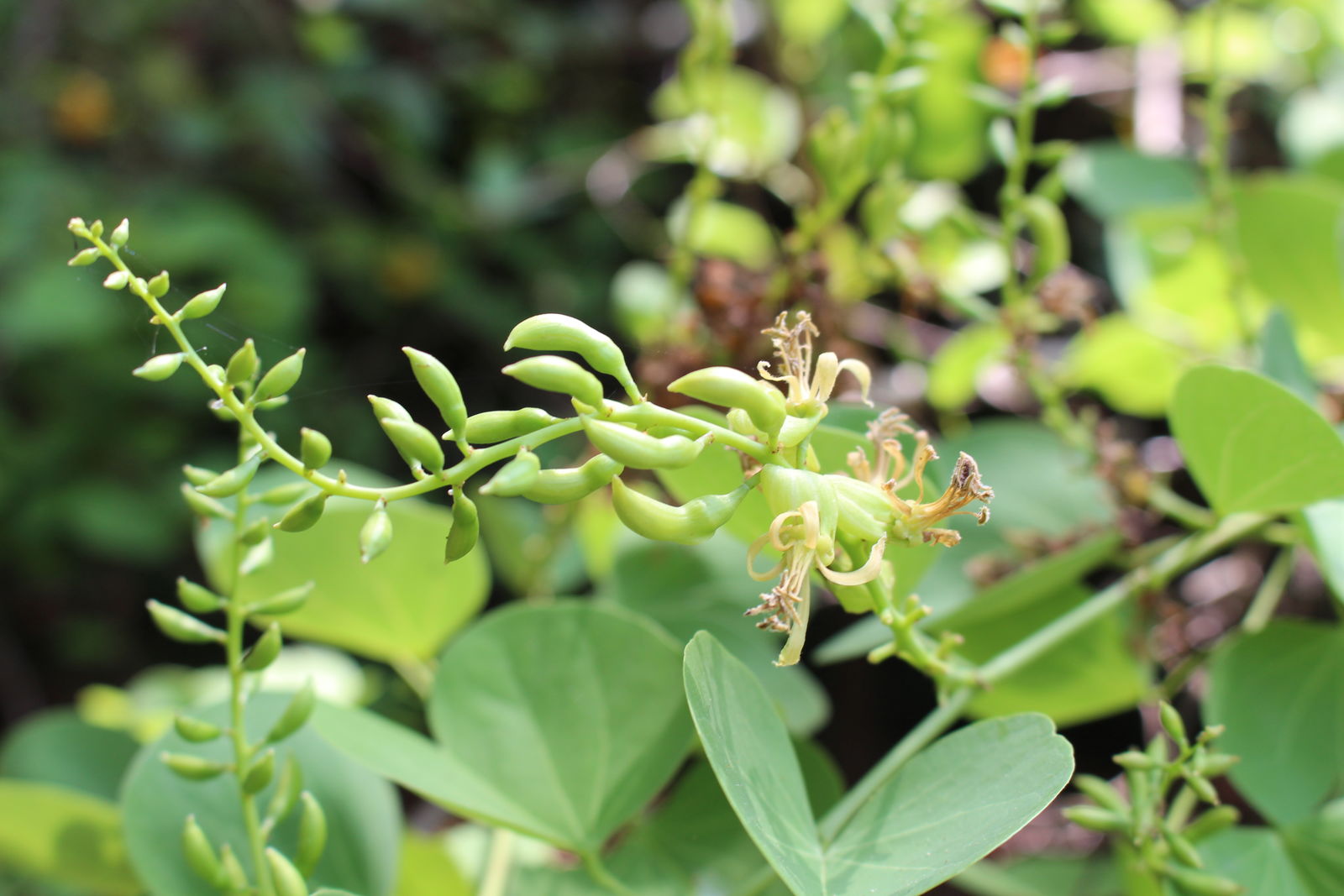 Bauhinia racemosa Lam. Plants of the World Online Kew Science