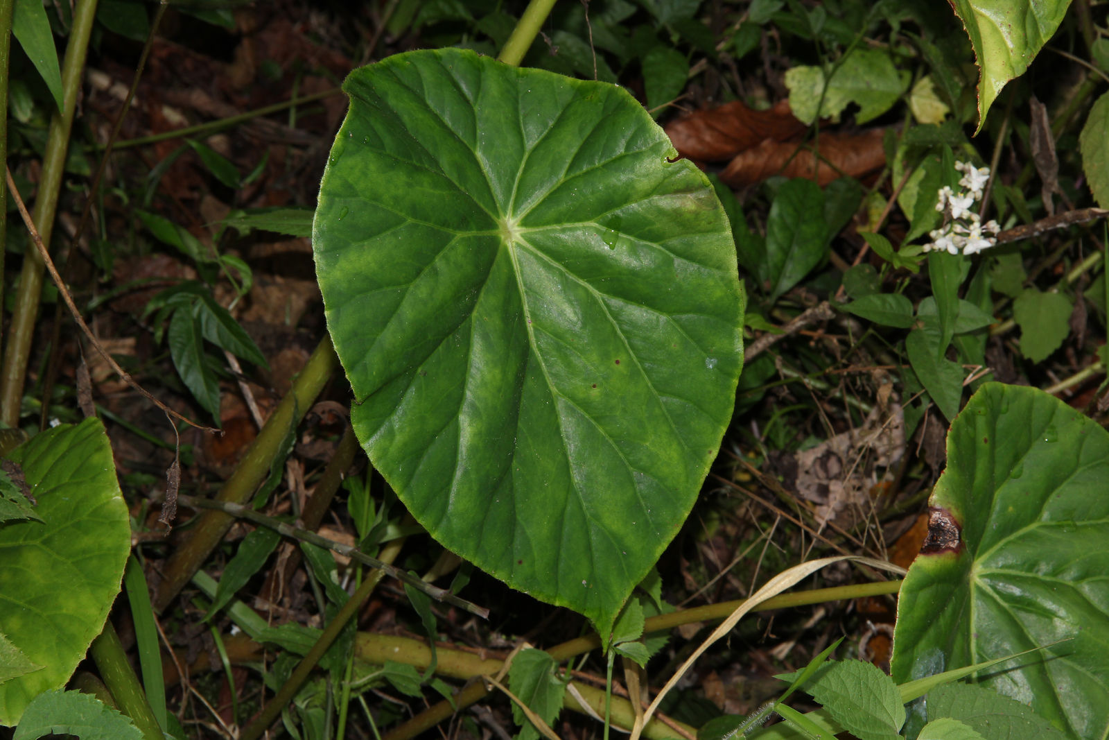 Begonia nelumbiifolia Schltdl. & Cham. Colombian Plants made accessible