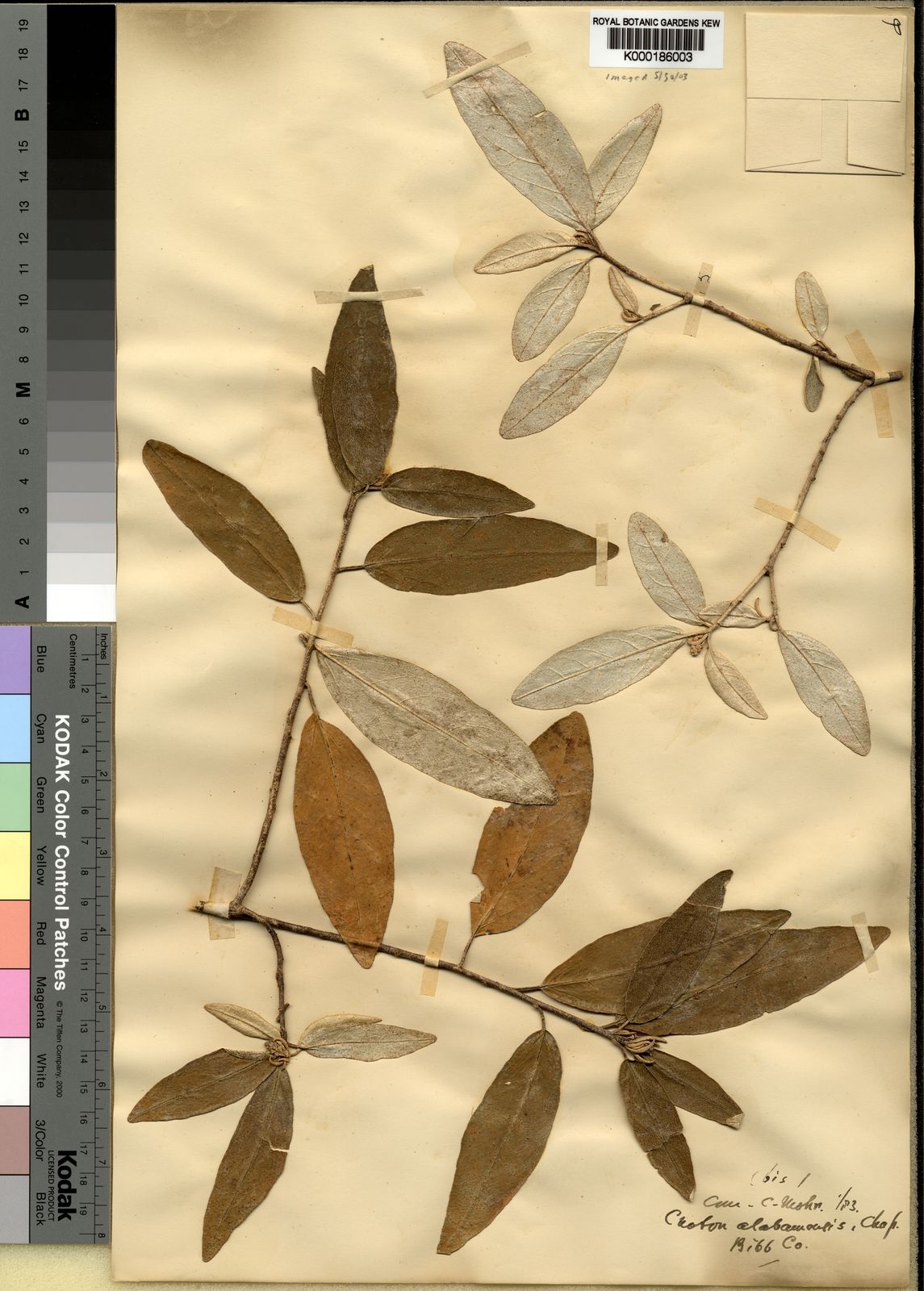 Croton alabamensis E.A.Sm. ex Chapm. Plants of the World Online Kew