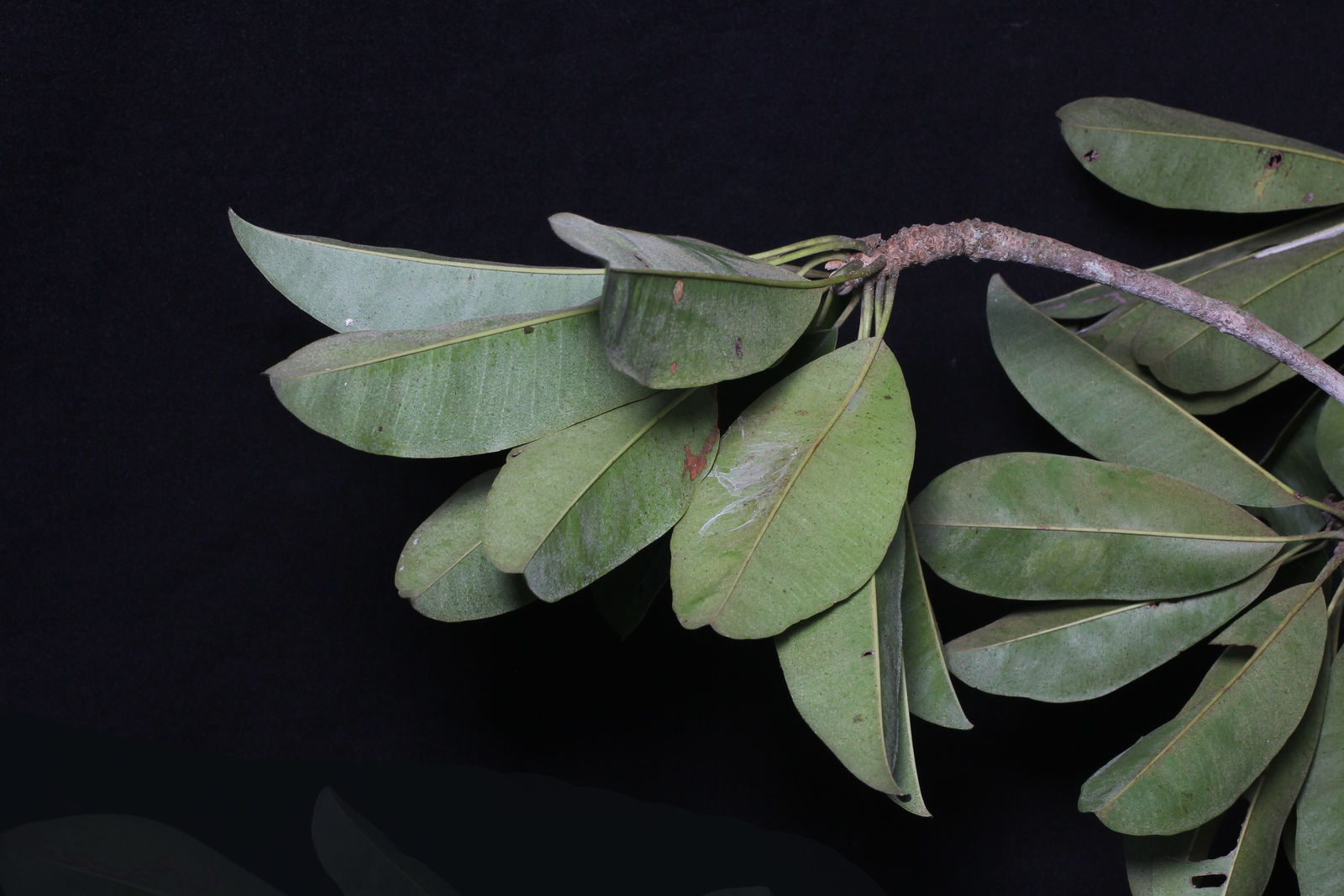 Manilkara zapota (L.) P.Royen Plants of the World Online Kew Science